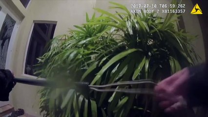 Brave police officer wrestlers angry alligator in Florida