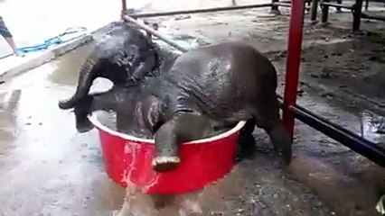 baby elephant plays in water