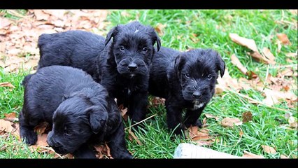 Top 10 Biggest Guard Dogs in the World - 2016 2017