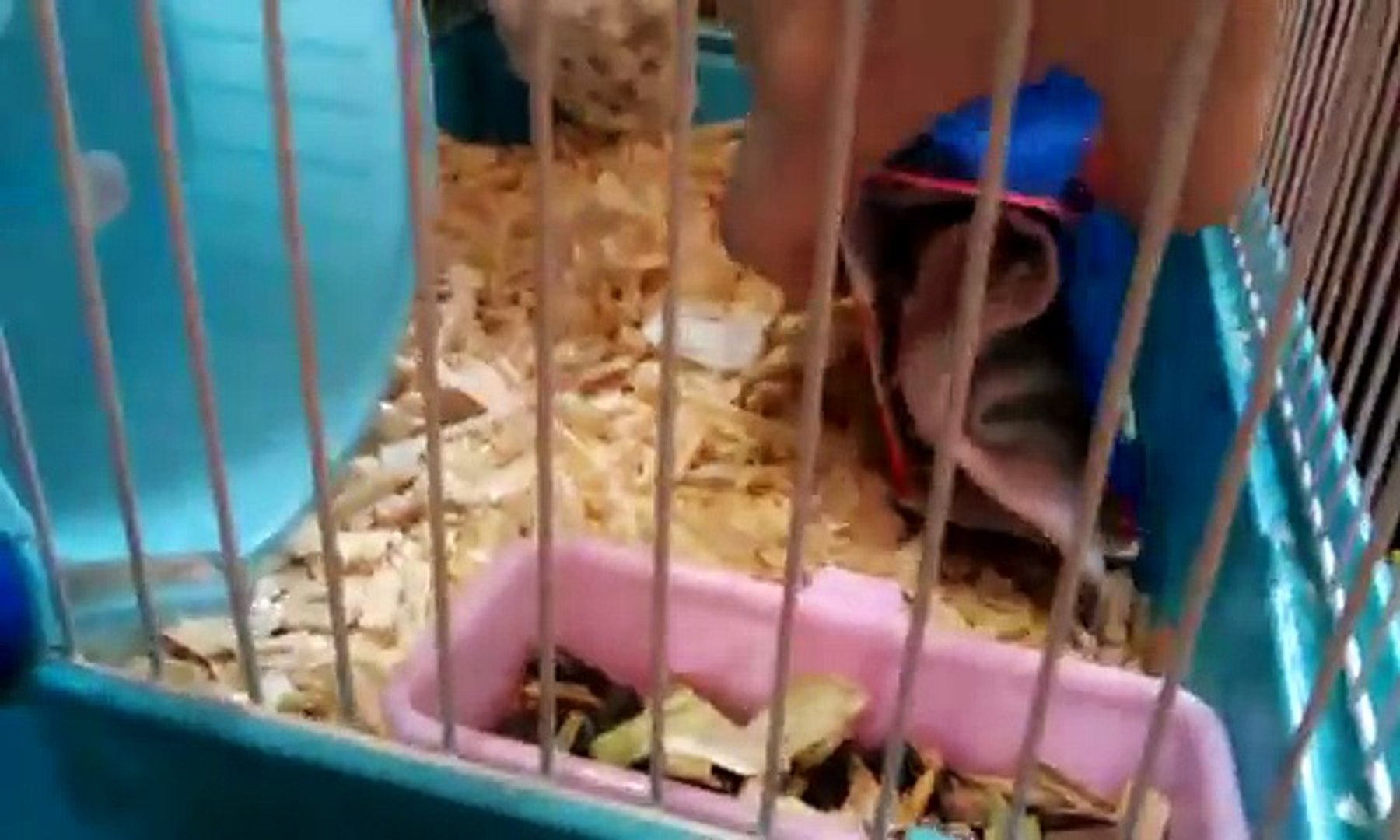 Intelligent hamster