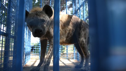 Animals Rescued From Abandoned Syrian Zoo