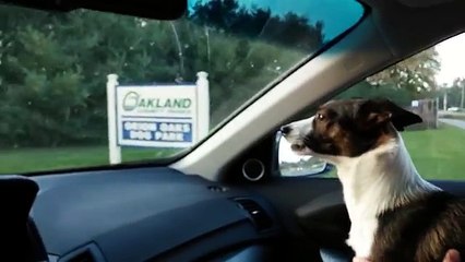 Lorsque ce chien réalise où son «papa» l'emmène, il devient complètement fou!