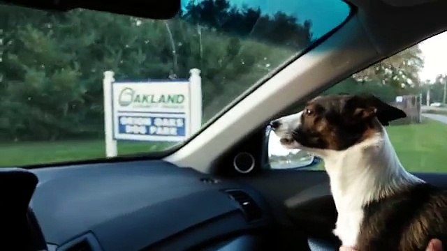 Lorsque ce chien réalise où son «papa» l'emmène, il devient complètement fou!