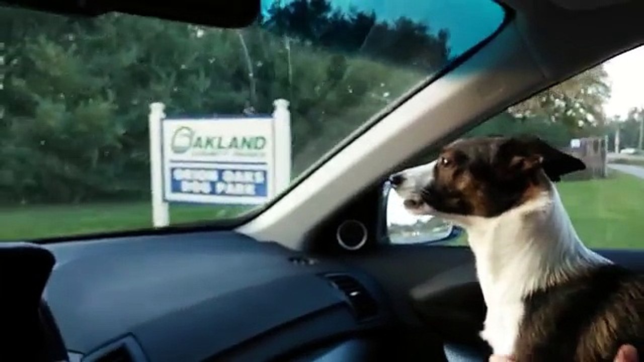 Lorsque ce chien réalise où son «papa» l'emmène, il devient complètement fou!