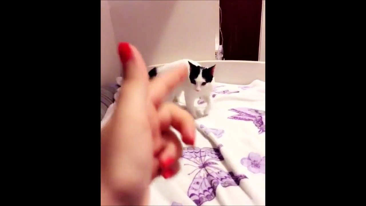 Quel acteur ! Ce chat est un vrai cascadeur