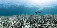 La civilisation industrielle et la destruction des récifs coralliens