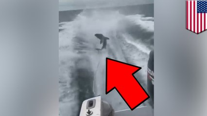 Dudes piss off internet after torturing a shark