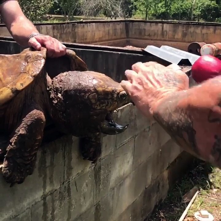 Snapping Turtle Eats an Apple