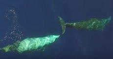 Conservation Scientists Capture Drone Footage of Rare Cuvier's Beaked Whales