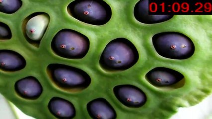 tripofobi nedir - tripofobi tedavisi - tripofobi testi