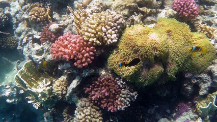 Pagliaccio super.2017_0718_113902_017