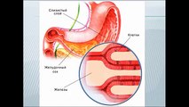 Dans le et digestion, les intestins de lestomac