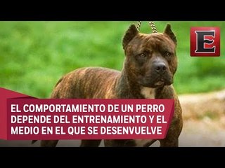 Pitbull usados como armas de ataque Parte 1