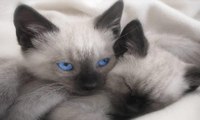 Vida Saludable De Los Gatos. Los Tres Tristes Gatos Se Alimenta Con La Gata Vaquita