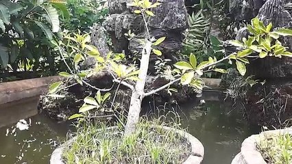 ᴴᴰ Best Cartoon For Kids ☆♥ Donald Duck & Chip and Dale Mickey Mouse, Goofy Tugboa XTR Med