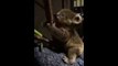 Tiny Koala Joey Morton Tries to Climb