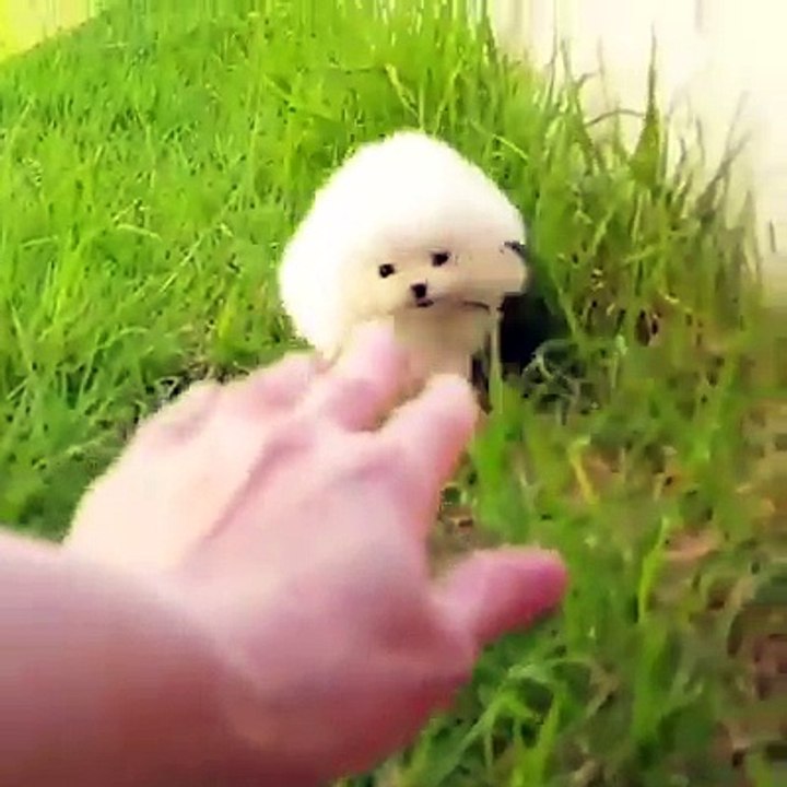 it's just a little ball of poof