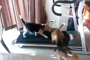 Omg that is hilarious...They are so Adorable ❤️