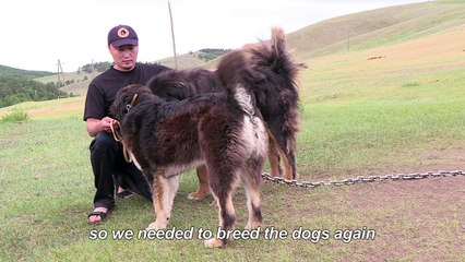 Mongolians' best friend: saving herder dogs on the steppes