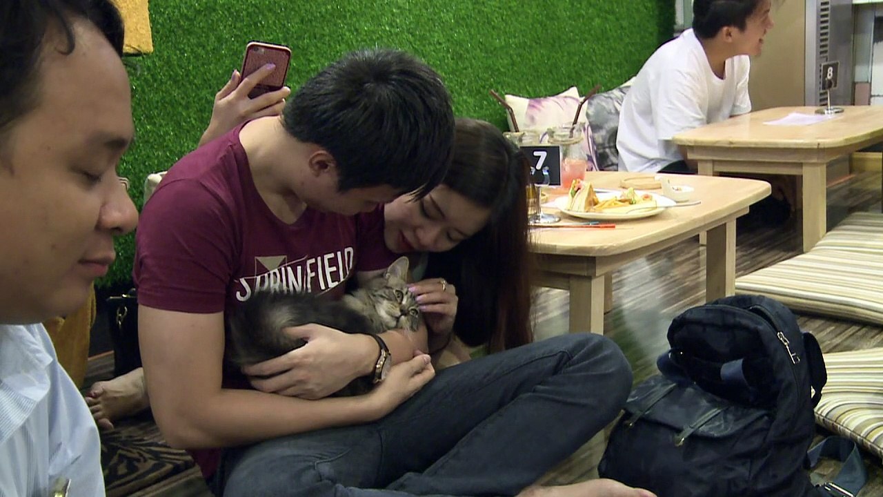 Pet cafe trend cat-ching on in Yangon