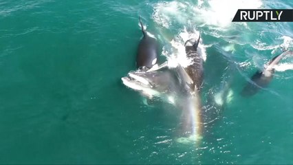 لقطات نادرة لمجموعة حيتان أثناء مهاجمتها لفريستها