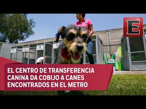 Metro de la CDMX habilita refugio para perros