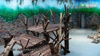 Chine : Des pandas souffrent de la maltraitance et de la violence de leur soigneurs !