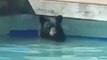 Bear Cools Down With Quick Dip in Pool
