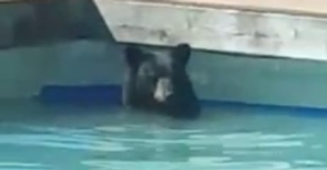 Bear Cools Down With Quick Dip in Pool