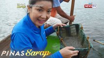 Pinas Sarap: Kara David, humuli ng Sinarapan sa Lake Buhi