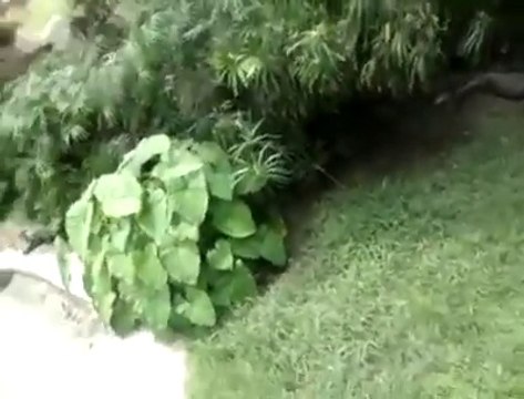 Cette folle se jette dans l'enclos des crocodiles pour en caresser un... Dingue