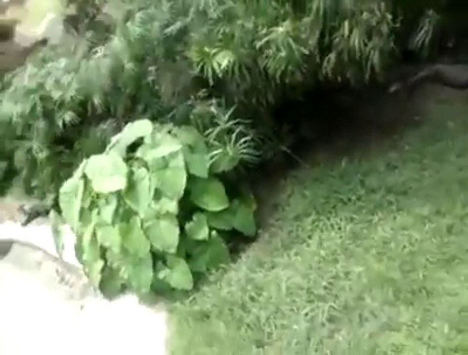 Cette folle se jette dans l'enclos des crocodiles pour en caresser un... Dingue