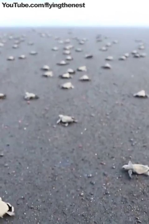 Il libère des centaines de bébés tortues sur une plage