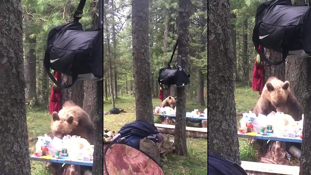 Un ours pique la nourriture de campeurs qui étaient dans leur tente