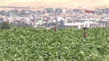 Diyarbakır Bismil Belediyesi'nden Yoksullara, 'Toprak Reformu' Gibi Uygulama
