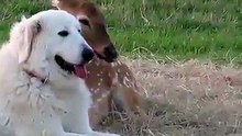 Sheepdog and deer best friends