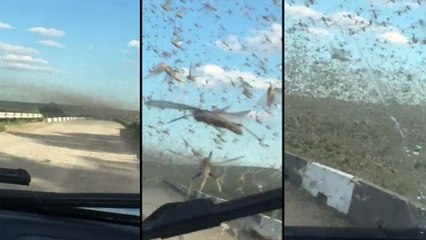 Traversée d'un nuage de sauterelles au Kazakhstan