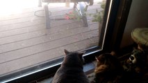Squirrel 'trolls' cats through window