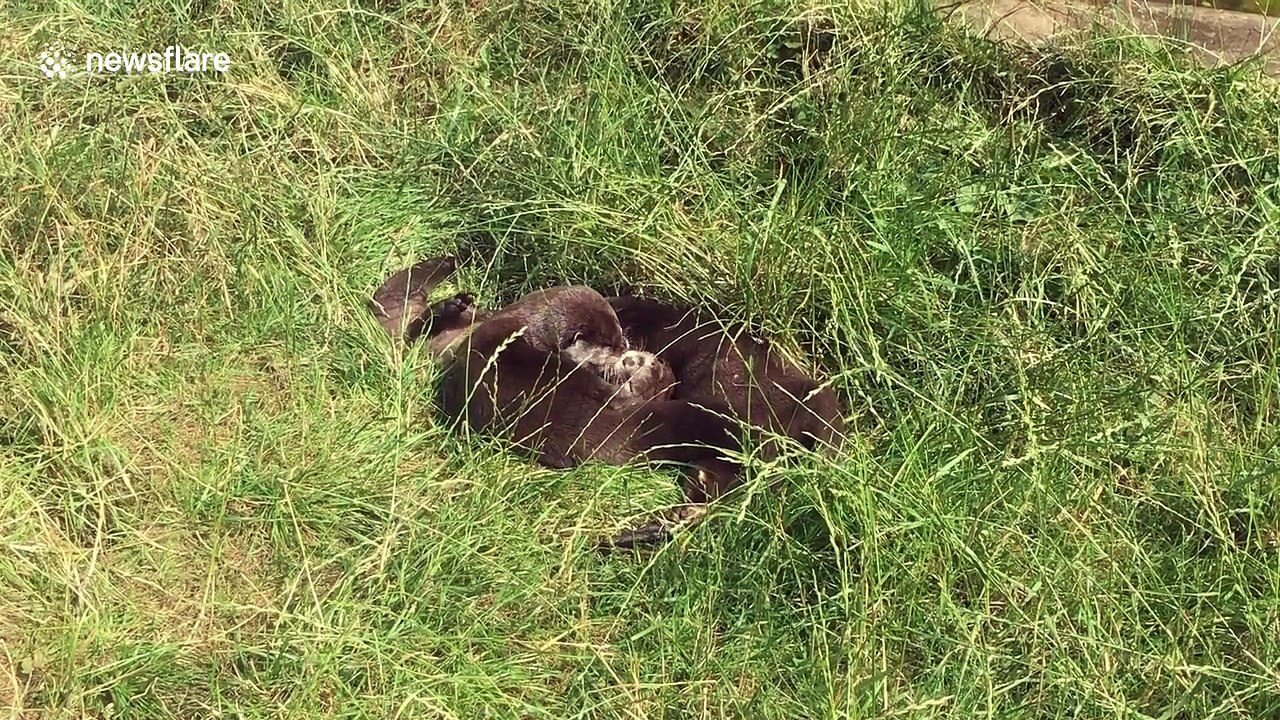 Otter 'twerks' on other otter's face