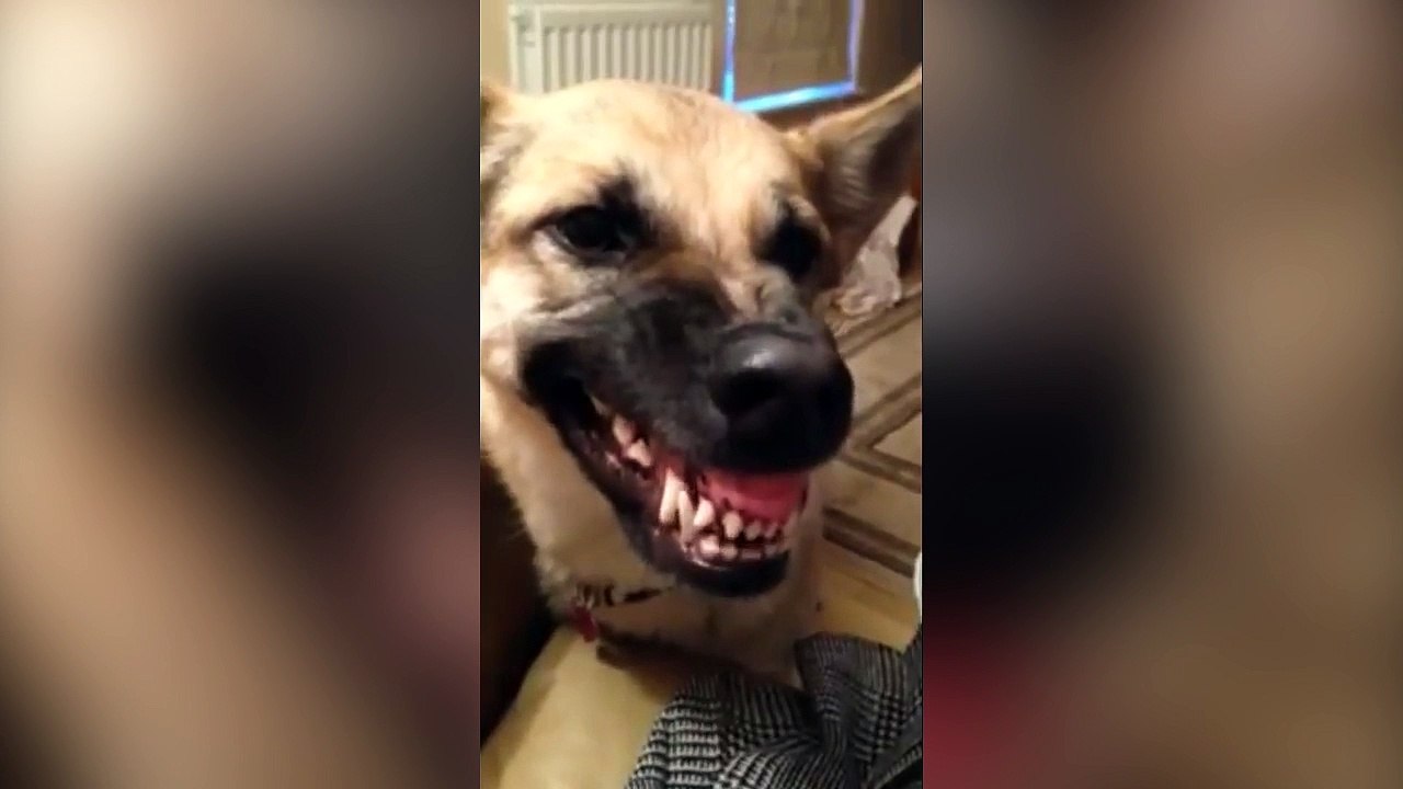 Ce chien fait vraiment des bruits bizarres !