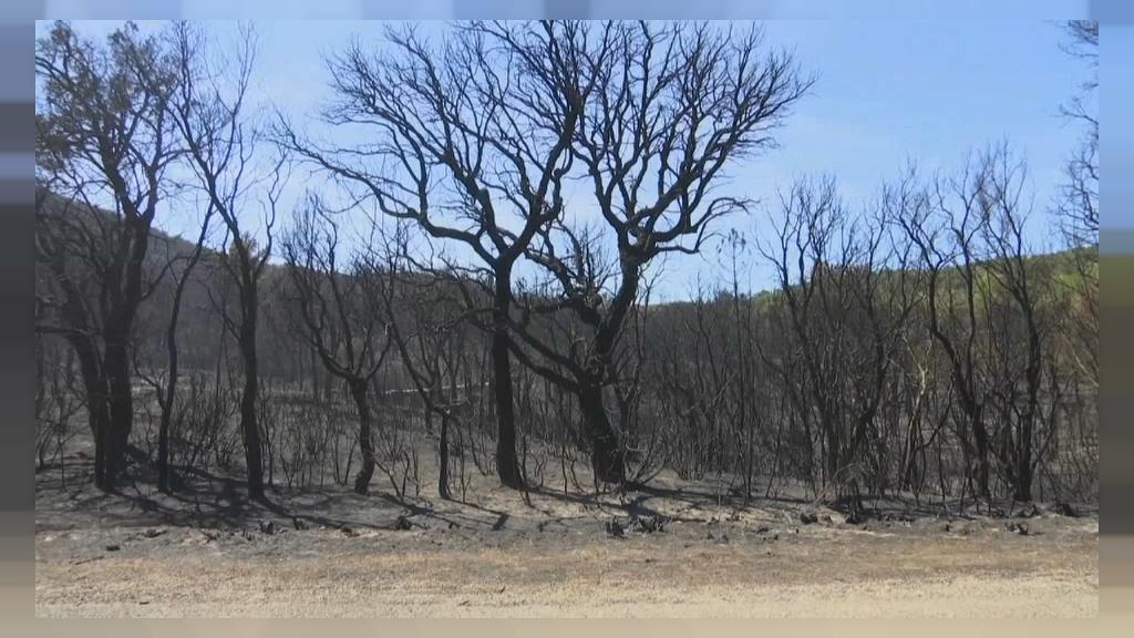 Video Francia, incendi sotto controllo