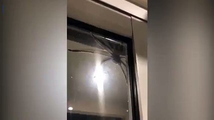 A l'aide ! Une araignée géante fait irruption chez ce couple australien !