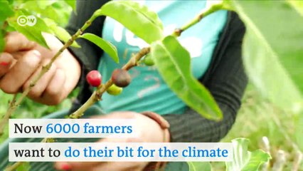 How coffee can help our climate | DW English