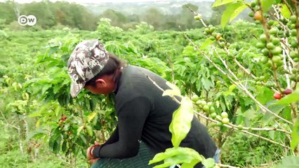 Climate-friendly coffee farming in Costa Rica | DW English
