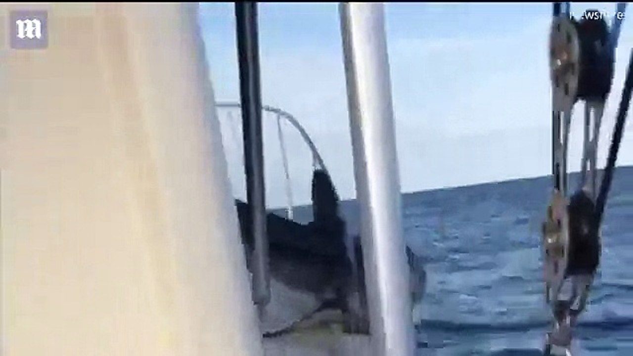 Des pêcheurs ont eu la peur de leur vie quand un énorme requin a sauté sur leur embarcation