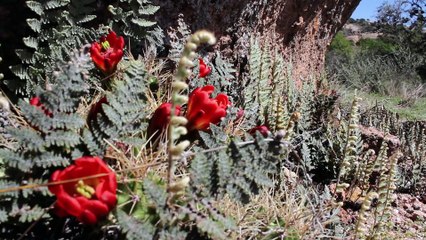 A cactus is a member of the plant family Cactaceae