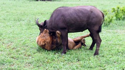 Bad-A$$- Fearless Male Lion Attacks A Buffalo Herd Alone!