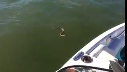 Panique à bord ! Un serpent s'invite sur un bateau !
