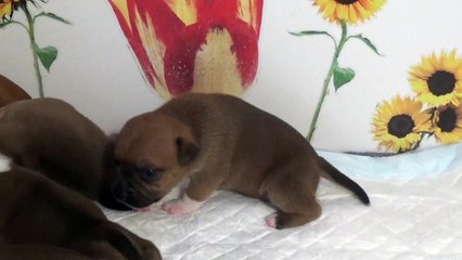 20ème Vidéo Pétard n°1 Mâle de la 29ème portée de STAFFORDLAND