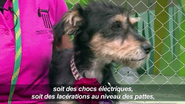 Mexique: les chiens errants du métro ont leur refuge